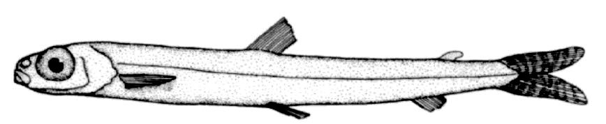 Nansenia groenlandica_01.jpg